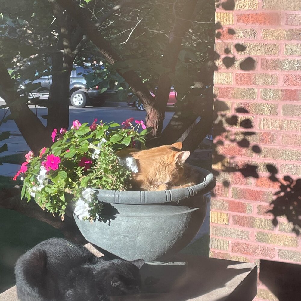 Stray work & Critter Pics! Just sharing XO. PLEASE Spay and Neuter your pets! - Picture 9 of 17